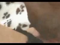 [ Bestiality Porn Video ] Tramp opens her legs for a large doggy ramrod